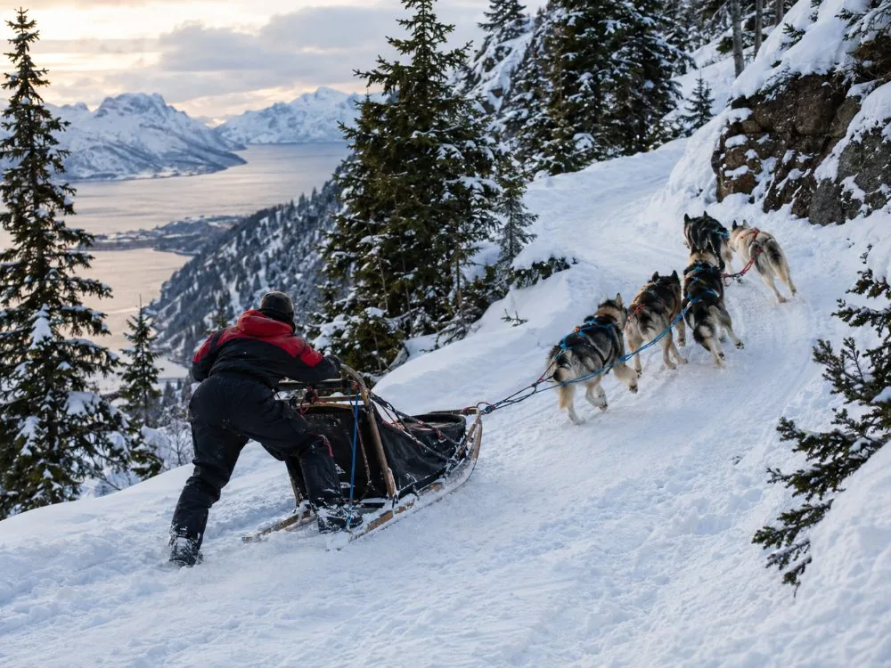 Excursion de traîneau à chiens avancée à Camp Tamok