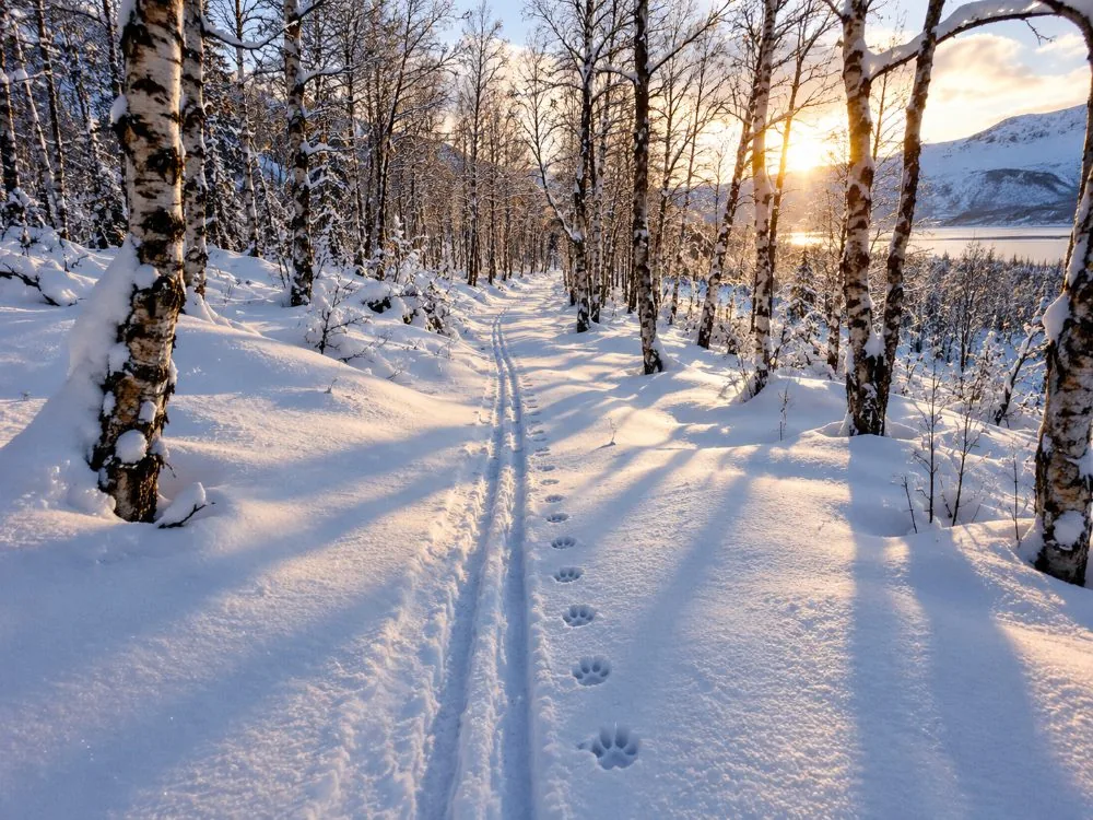 Traces de traîneau sur un sentier forestier dans un camp de huskies à l'extérieur de Tromsø