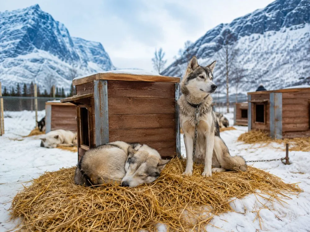 Des chiens se reposant sur de la paille dans une cour de chenil entre deux courses
